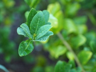limon yeşili yapraklar bahçede, arka planda bulanık.