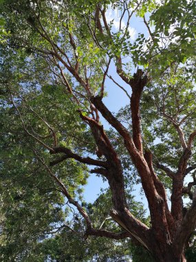 Küçük yapraklar yeşil çalı gövdesi ağaç kabuğu dokusu doğa arka planı