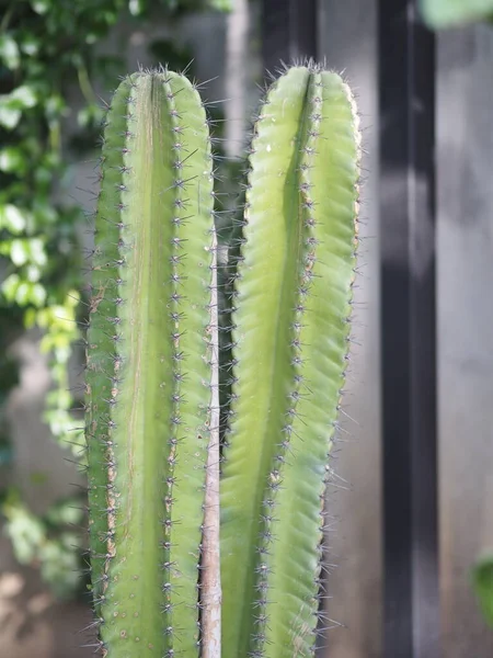 Cactus Árbol Tronco Verde Tiene Puntas Afiladas Alrededor Jardín —  Fotos de Stock