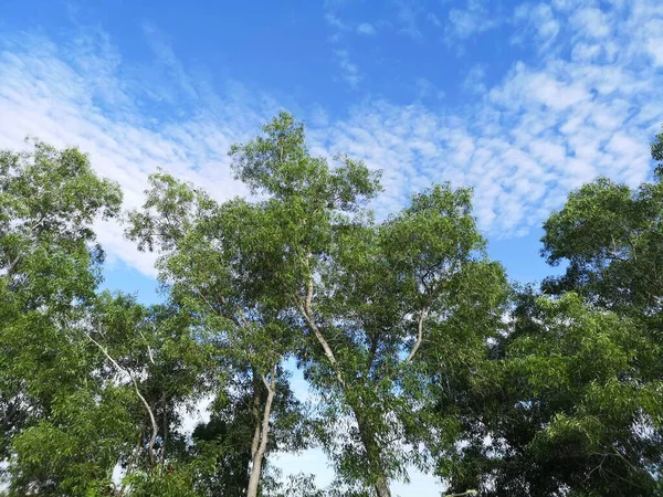 Pohon Semak Hijau Dan Awan Putih Langit Biru Latar Belakang — Stok Foto