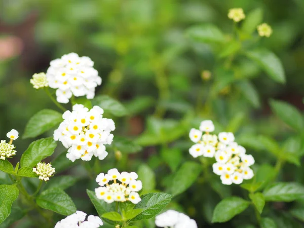 Tissu Bord Pleurs Sauge Blanche Lantana Camara Petit Bouquet Fleur — Photo