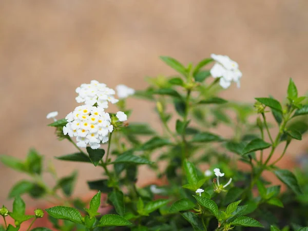 Altından Kumaş Çit Ağlama Beyaz Adaçayı Lantana Camara Küçük Buket — Stok fotoğraf