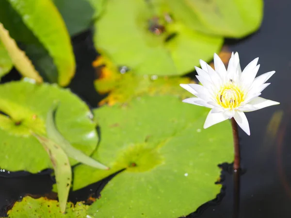 Mosca Abelha Lírio Água Lótus Flor Branca Florescendo Lagoa — Fotografia de Stock