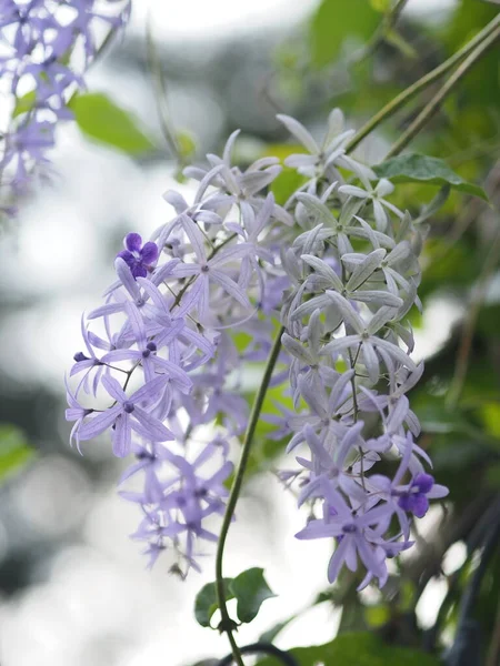 Purple Flower Petrea Volubilis Ivy Large Strong Vines Blooming Garden — Stock Photo, Image