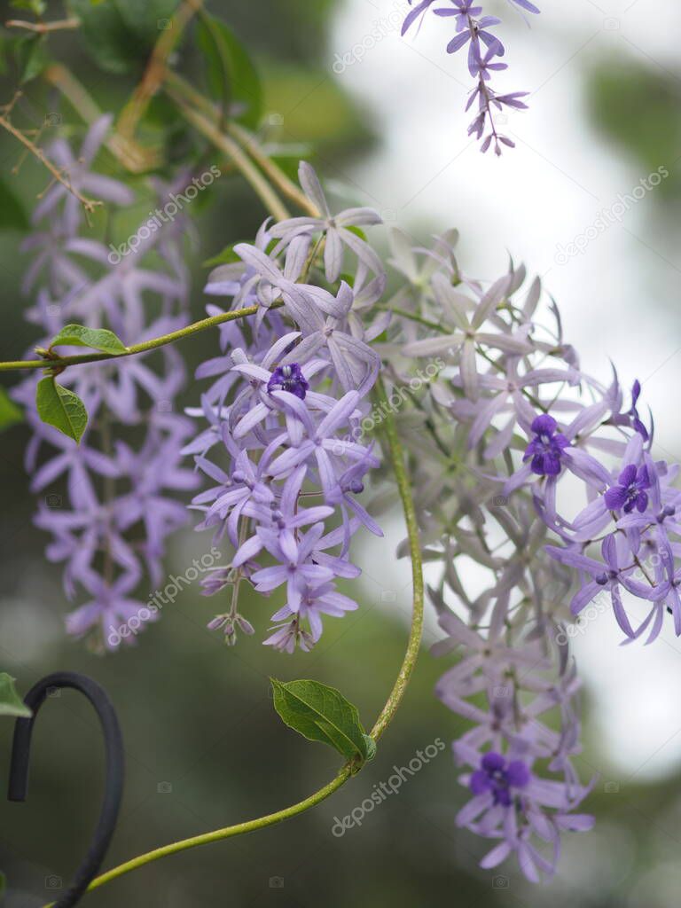 Purple flower Petrea volubilis Ivy with large, strong vines blooming in garden on blurred of nature background