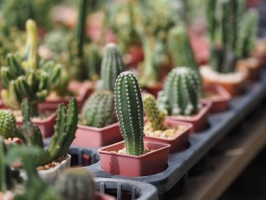 Kaktüs ağacının yeşil gövdesinin bahçesinde keskin dikenler vardır.