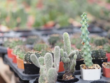 Kaktüs ağacının yeşil gövdesinin bahçesinde keskin dikenler vardır.