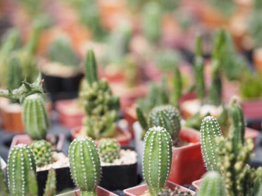 Kaktüs ağacının yeşil gövdesinin bahçesinde keskin dikenler vardır.