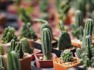 Kaktüs ağacının yeşil gövdesinde plastik kaplarda açan sivri dikenler var.