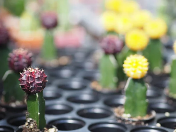 Cactus Árbol Tronco Verde Tiene Puntas Afiladas Alrededor Floración Macetas —  Fotos de Stock