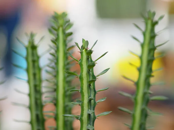 Cactus Árbol Tronco Verde Tiene Puntas Afiladas Alrededor Floración —  Fotos de Stock