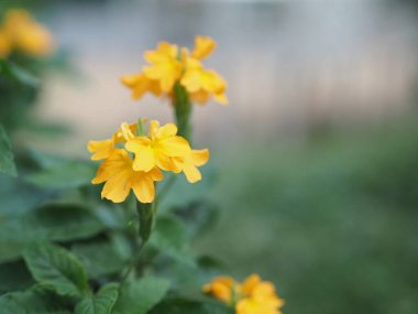 Bahçede açan turuncu renkli güzel çiçek fotokopi yazarı için arka plan boşluğu bulanıklaştırıyor.