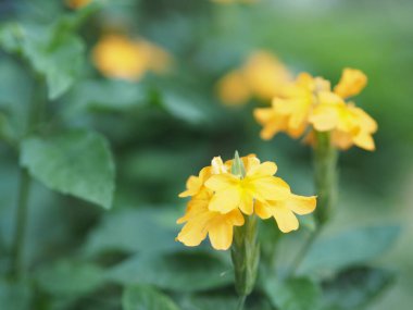 Bahçede açan turuncu renkli güzel çiçek fotokopi yazarı için arka plan boşluğu bulanıklaştırıyor.