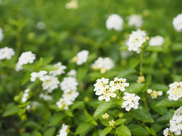 Beyaz Renk Çiçek Lantana Camara Verbenaceae Yarı Sivri Uçlu Yaprak — Stok fotoğraf
