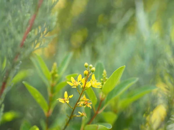 Belle Fleur Couleur Jaune Orangé Fleurissant Dans Jardin Brouillé Espace — Photo