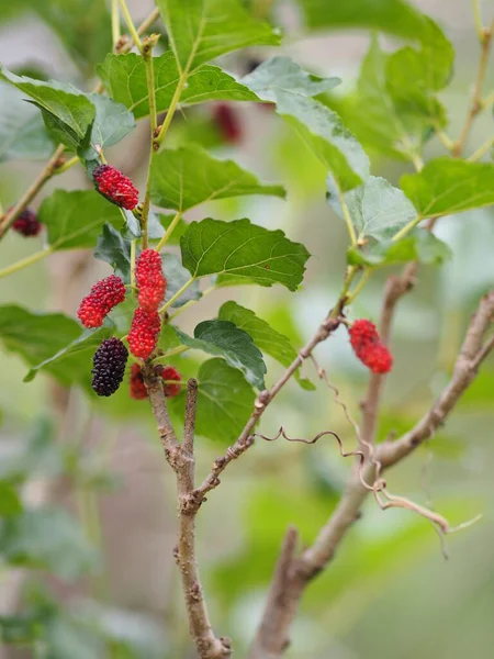 Morera Fruta Roja Púrpura Frescura Jardín Del Árbol Desenfoque Naturaleza —  Fotos de Stock