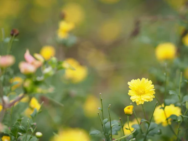 Chrysanthemum Indicum Wissenschaftlicher Name Dendranthema Morifolium Flavonoide Nahaufnahme Pollen Gelber — Stockfoto