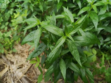 Acıların kralı, bilimsel adı Andrographis Paniculata Burm, Wall. Eski Nees, Fah Talai jhon, Tayland bitkileri boğaz ağrısını azaltır, ateşi düşürür, soğuk yeşil yaprakları ısıtır sebze doğası koronavirüsü korur, covid-19