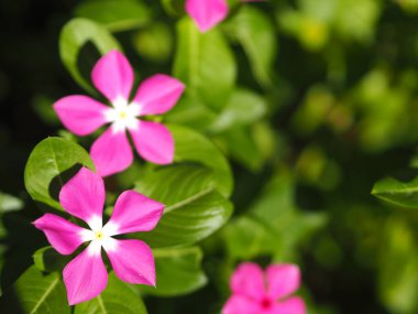 Cayenne Jasmine, Periwinkle, Catharanthus rosea, Madagaskar Periwinkle, Vinca, Apocynaceae çiçeğinin adı doğanın bulanık arka planında beyaz ve pembe renkli bahar.