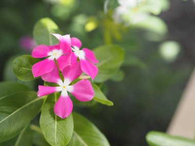 Cayenne Jasmine, Periwinkle, Catharanthus rosea, Madagaskar Periwinkle, Vinca, Apocynaceae çiçeğinin adı doğanın bulanık arka planında beyaz ve pembe renkli bahar.