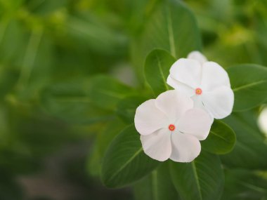 Cayenne Jasmine, Periwinkle, Catharanthus rosea, Madagaskar Periwinkle, Vinca, Apocynaceae çiçekleri doğanın bulanık arka planında baharın beyaz rengini belirtir