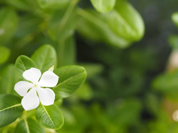 Cayenne Jasmine Periwinkle Catharanthus Rosea Madagascar Periwinkle Vinca Apocynaceae Name — стоковое фото