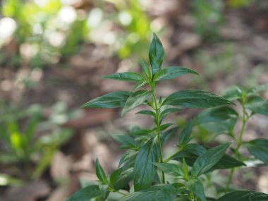 Acıların kralı bilimsel adı Andrographis Thai otları boğaz ağrısını azaltır, ateşi düşürür, soğuk yeşil yaprakları ısıtır.