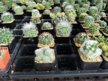 Kaktüs ağacının yeşil gövdesinde plastik kaplarda açan sivri dikenler var.