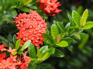 Ixora çingenesinin üzerine yağmur yağar kırmızı çiçek açar çalı ağacı deseni doğa arka planda kalır