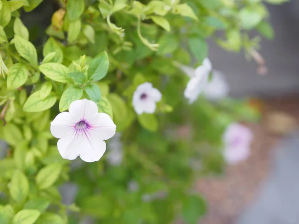 Onda Branca Cor Prata Petunia Hybrida Solanaceae Nome Buquê Flores — Fotografia de Stock