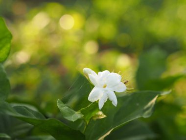 Yasemin bahçede çiçek açıyor. Arka planda bulanıklık, Anneler Günü kartpostal yazmak için boşluk.