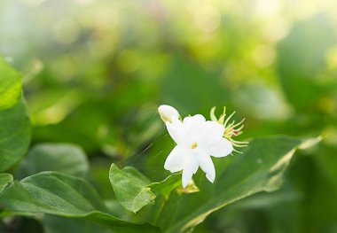 Yasemin bahçesinde açan örümcek ağı. Beyaz çiçek ve bulanık arka planda yeşil izin. Anneler Günü kartpostalı yazmak için alan.