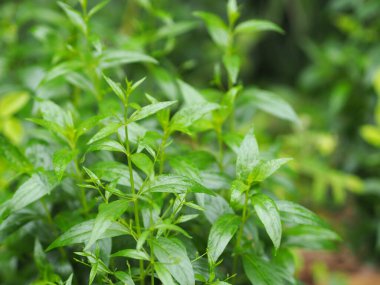 Acı bilimsel adı Andrographis olan Tayland bitkileri Burm, Fah Talai John, bahçede çiçek açan yeşil sebze ağacı