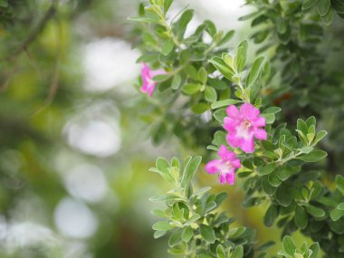 Bahçede açan küçük pembe çiçek. Arka planda bulanık.