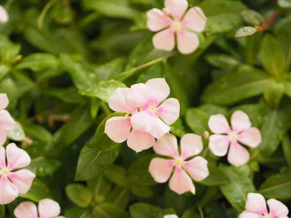 Goutte Pluie Sur Fleur Couleur Rose Cayenne Jasmin Pervenche Catharanthus — Photo