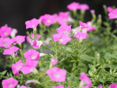 Dalga pembe çağlayan renk, aile adı Solanaceae, bilimsel adı Petunia hibrid Vilm, büyük yapraklar tek katman Grandiflora Singles bahçede açan plastik bir saksı bulanık doğa arka planında.