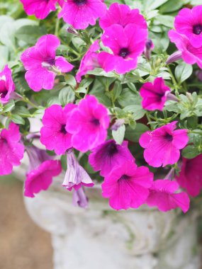 Dalgalar koyu pembe çağlayan renk, aile adı Solanaceae, bilimsel adı Petunia melez Vilm, büyük yapraklar tek katman Grandiflora Singles bahçede açan plastik bir saksı bulanık doğa arka planında.