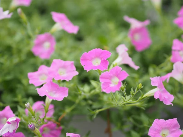 Onda Rosa Cor Cascata Nome Família Solanaceae Nome Científico Petunia — Fotografia de Stock