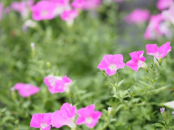 분홍빛 캐스케이드 솔라나 Solanaceae 페튜니아 하이브리드 Petunia Hybrid Vilm 싱글층 — 스톡 사진