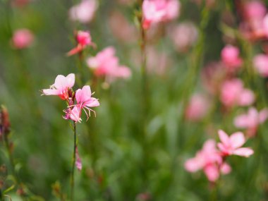 Bahçede açan pembe turuncu renkli çiçek fotokopi yazarı için arka plan boşluğu bulanıklaştırıyor