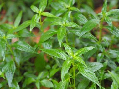 Acı bilimsel adı Andrographis olan Tayland bitkileri Burm, Fah Talai John, bahçede çiçek açan yeşil sebze ağacı