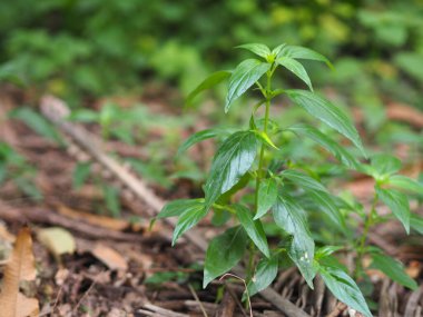 Acı bilimsel adı Andrographis olan Tayland bitkileri Burm, Fah Talai John, bahçede çiçek açan yeşil sebze ağacı
