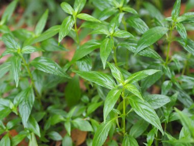 Acı bilimsel adı Andrographis olan Tayland bitkileri Burm, Fah Talai John, bahçede çiçek açan yeşil sebze ağacı