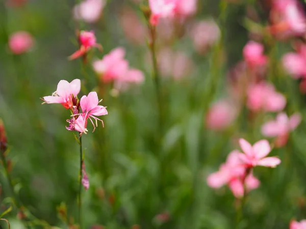 Fiore Rosa Che Fiorisce Nell Albero Della Pianta Del Giardino — Foto Stock