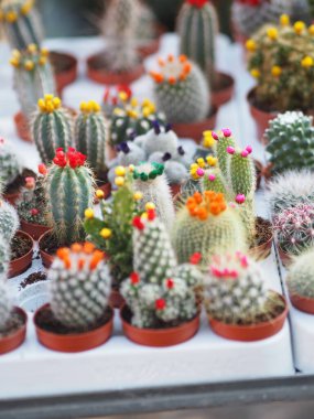 Kaktüs ağacının yeşil gövdesinde plastik kaplar açan sivri dikenler var. Renkli çiçekler.