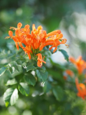 Pyrostegia venusta, Bignoniaceae, Turuncu trompet, Alev Çiçeği, Ateş Kıran Turuncu Çiçek, Çiçek Bahçede filizlenen doğa arka planında beş yaprağın uçları uzun bir şeritte şekillenir ve geri kıvrılır