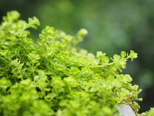 Follaje Hojas Pequeñas Arbusto Verde Textura Del Árbol Naturaleza Fondo —  Fotos de Stock