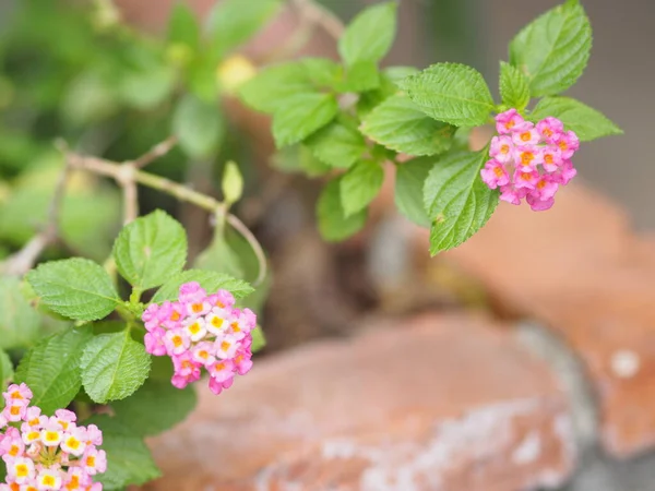 Lantana Camara Verbenaceae Bouquet Bonito Grupo Baixo Arbusto Rosa Laranja — Fotografia de Stock