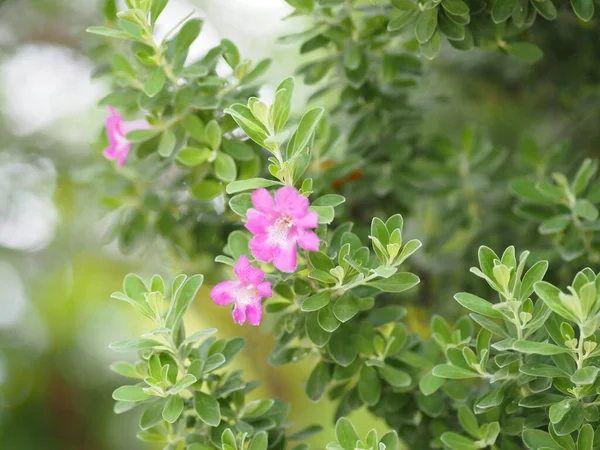 Kleine Rosa Blume Blüht Garten Verschwommen Der Natur Hintergrund — Stockfoto