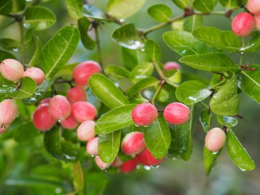 Kırmızı meyve yağmuru Bengal üzümüne damlıyor, Karanda Carunda İsa 'nın dikenli meyvesi bahçede taze taze, bulanık arka planda çiçek açıyor.